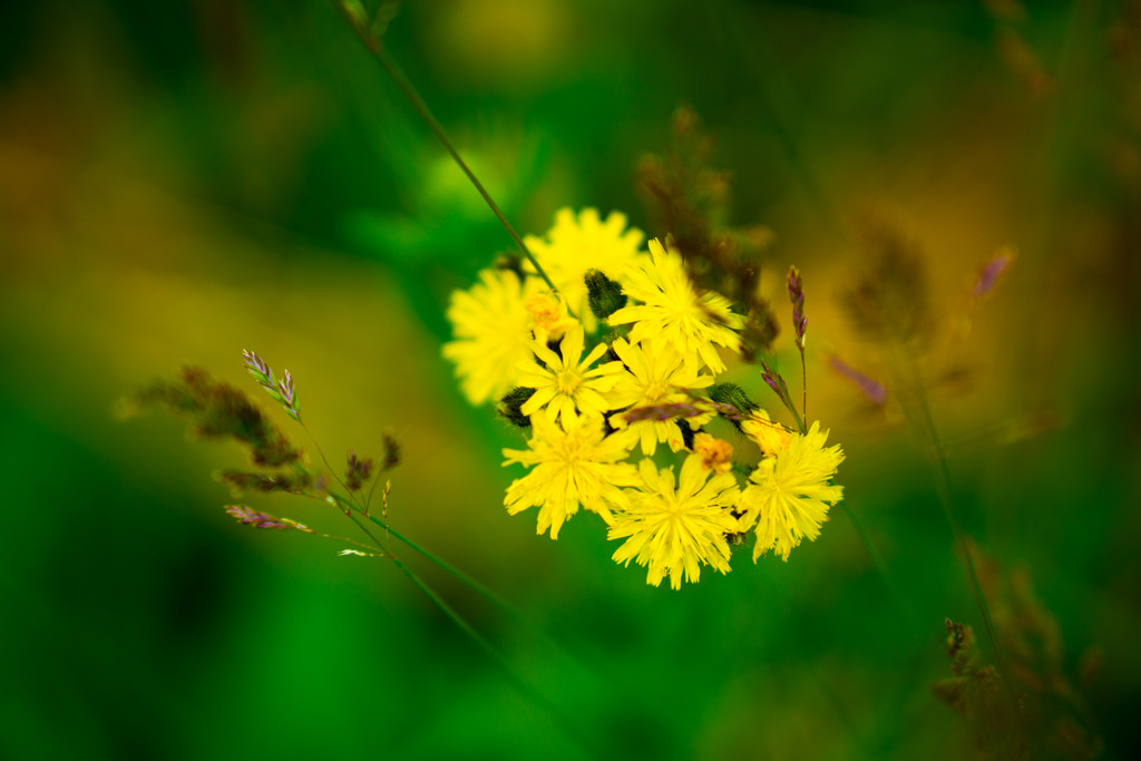 Small Yellow Flowers by rminer