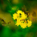 Small Yellow Flowers by rminer