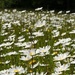 Wildflower meadow  by barrowlane