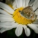 Wildflower lover by barrowlane