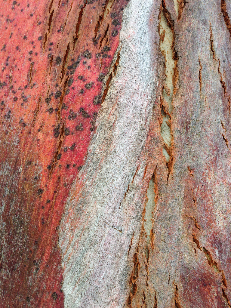 Eucalyptus bark by overalvandaan