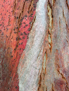9th Jun 2015 - Eucalyptus bark