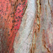 Eucalyptus bark by overalvandaan