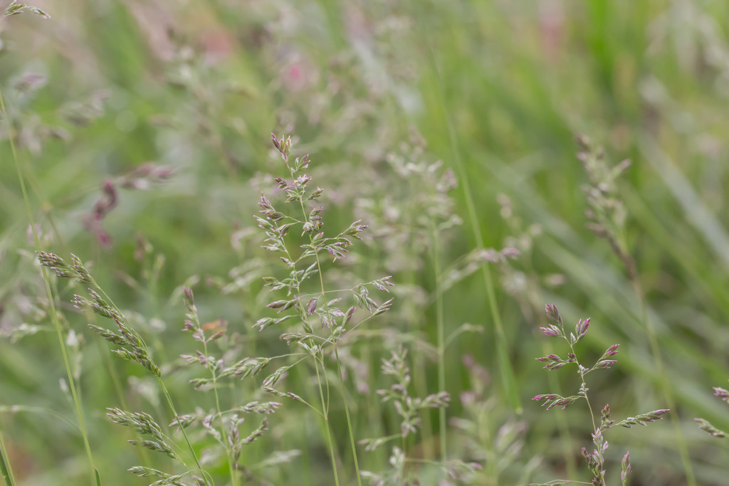 Grasses by tracymeurs