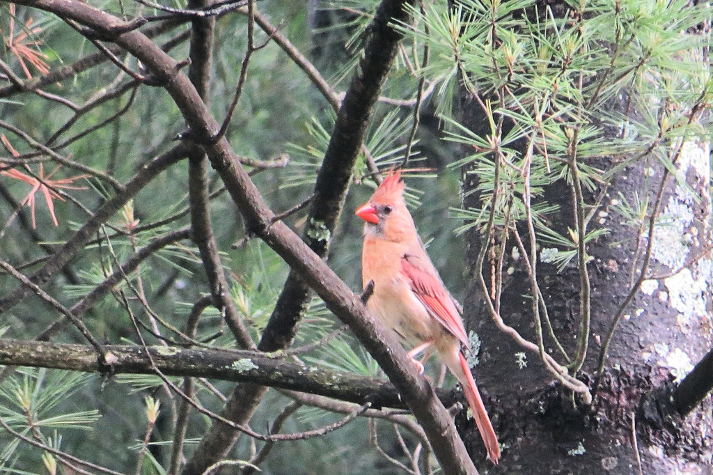 Mrs Cardinal by maggie2