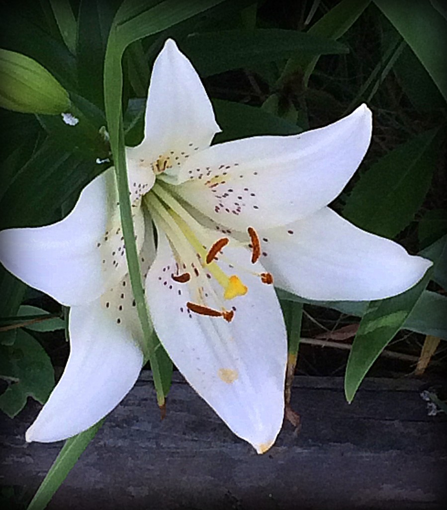 I found another lily in my yard today by homeschoolmom