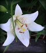 8th Jun 2015 - I found another lily in my yard today