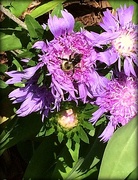 7th Jun 2015 - Bee purple!