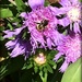 Bee purple! by homeschoolmom