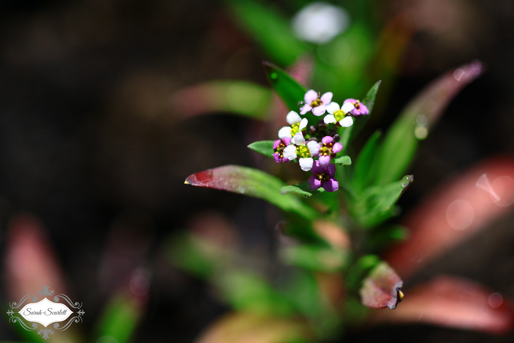 Tiny Purple Flowers by sarahlh