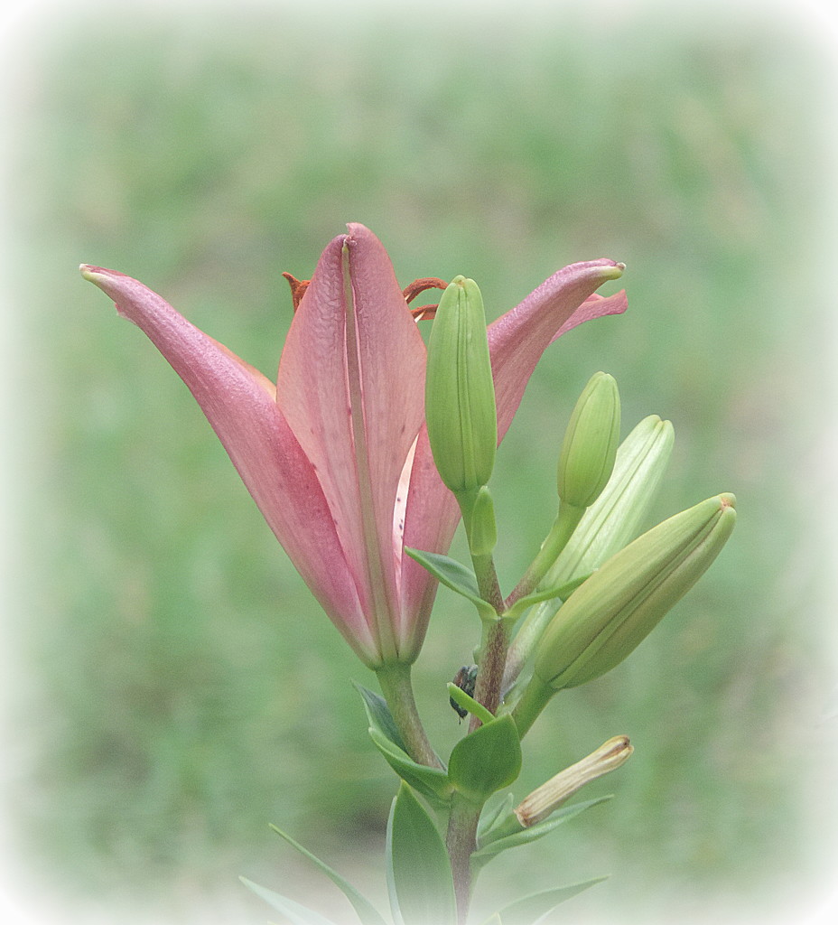 Day lily in the morning! by homeschoolmom
