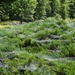 Japanese Garden Webs by jyokota