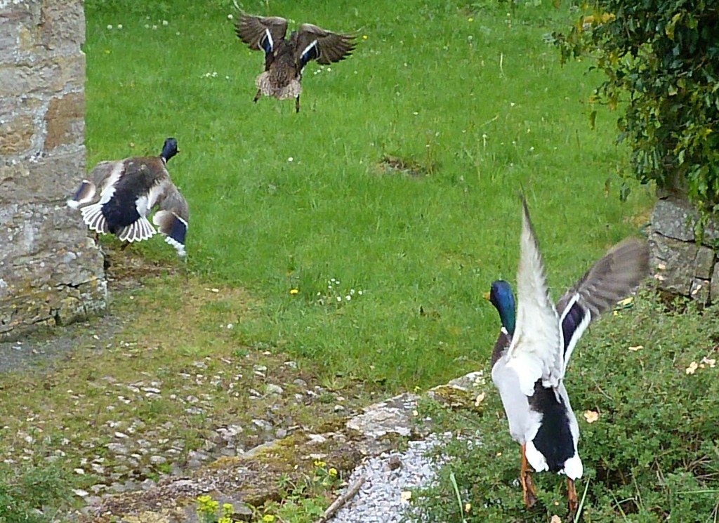 Flying ducks.  by shirleybankfarm