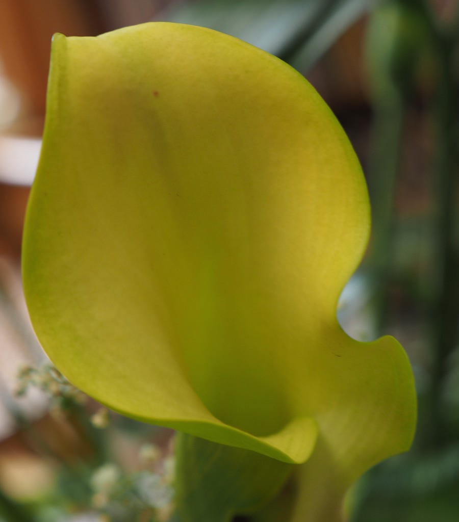 Calla Lily by selkie
