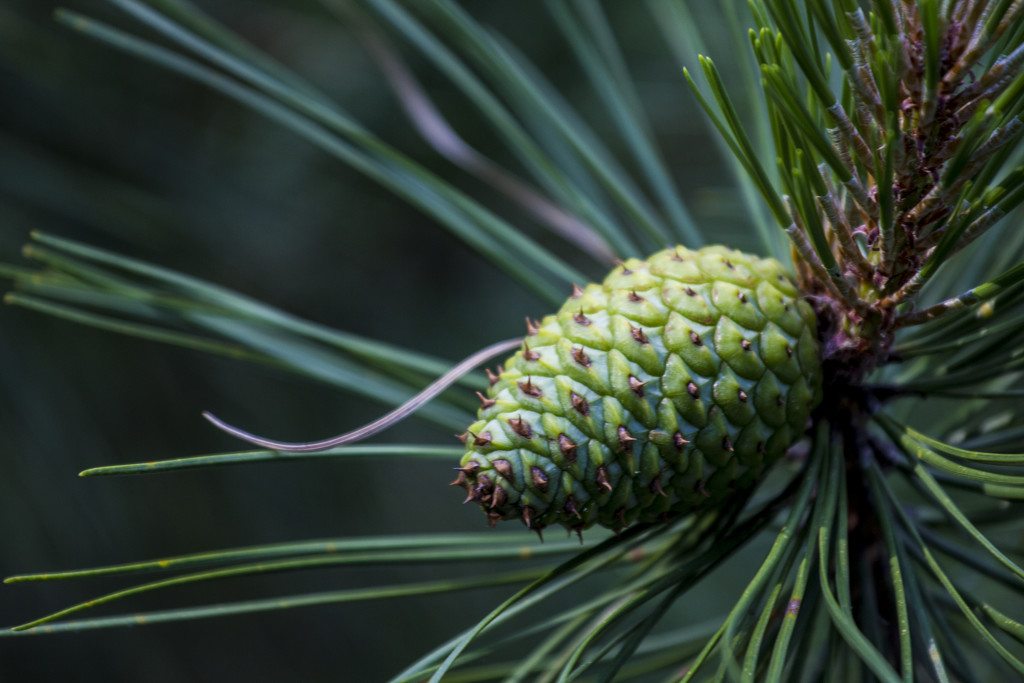Birth of a Pine-cone by hjbenson