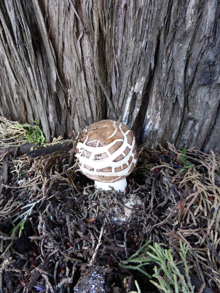 Fungi by kjarn