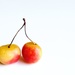 Rainier Cherries by tina_mac