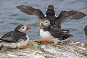 10th Jun 2015 - Thats enough puffins for one year.....
