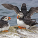 Thats enough puffins for one year..... by shepherdman