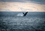 9th Jun 2015 - Humpback Whale vs Pelican