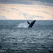 Humpback Whale vs Pelican by elatedpixie