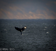 8th Jun 2015 - Humpback Whale of a Tale