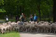 10th Jun 2015 - in between sheep