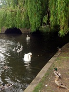 9th Jun 2015 - Eight Swanlins staying close to Mum and Dad