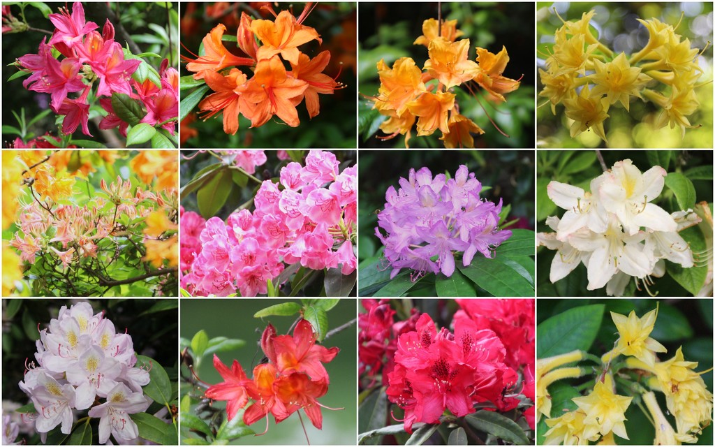  Azaleas and Rhododendron by oldjosh