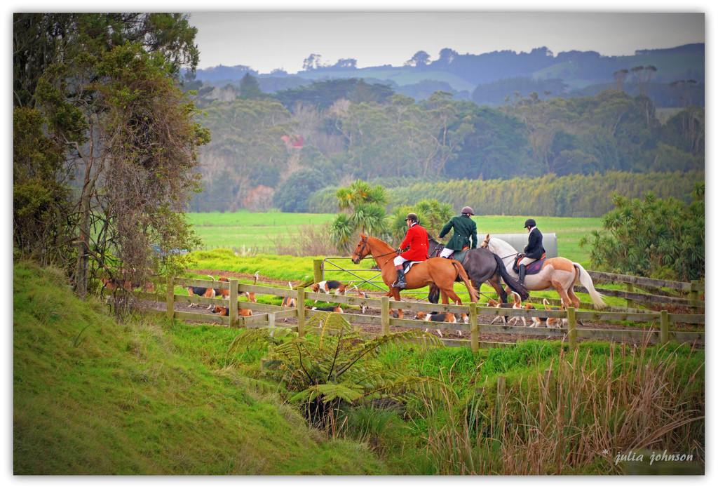 Horse and Hounds.. by julzmaioro