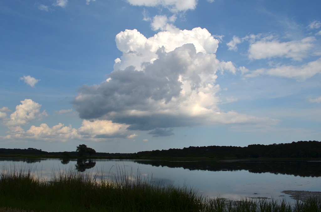 Bear Island Wildlife Management Area, ACE Basin, Colleton County, SC by congaree
