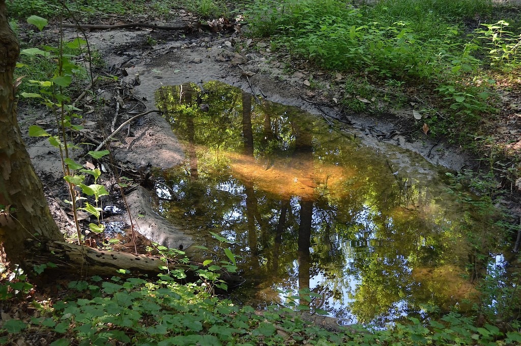 Walterboro Wildlife Sanctuary, Walterboro, SC by congaree