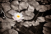 10th Jun 2015 - Water Lilly