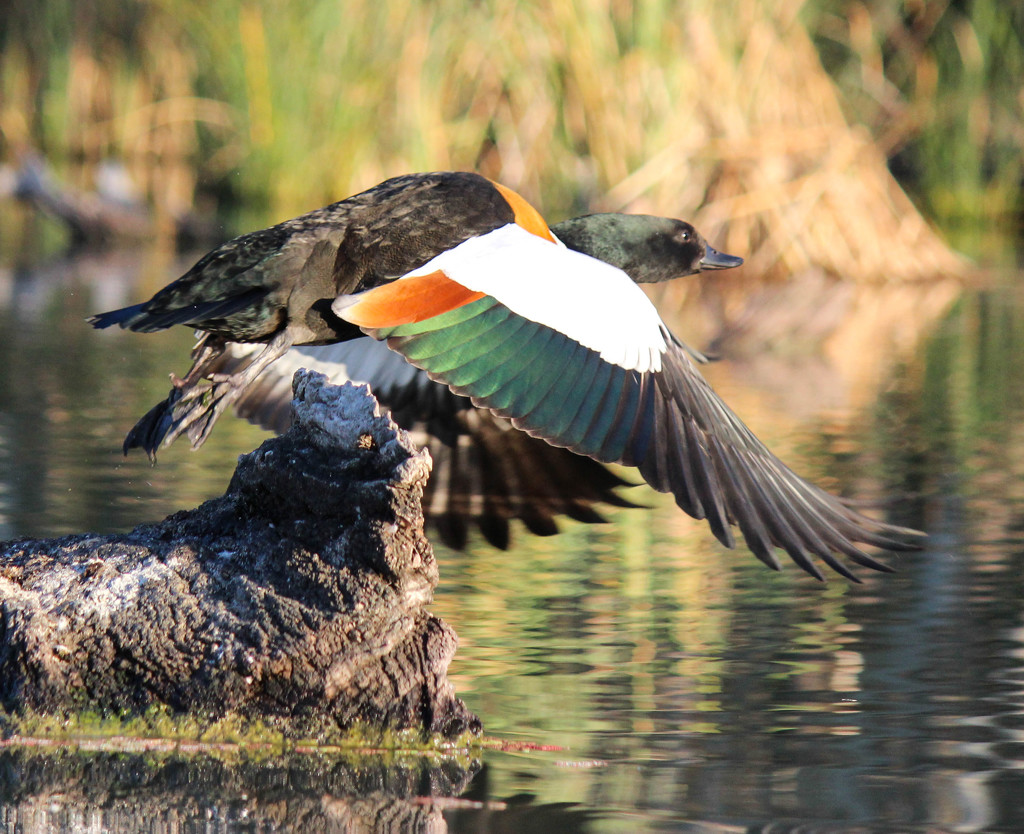 Duck take off by flyrobin