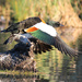 Duck take off by flyrobin