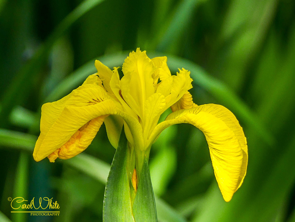 Wild Iris by carolmw