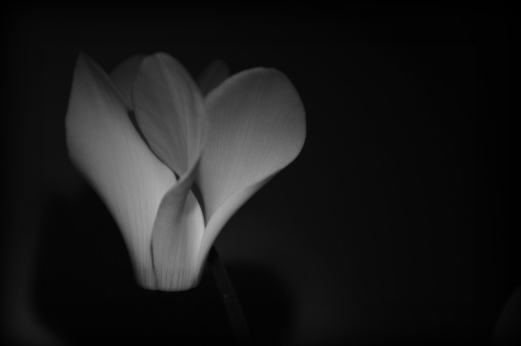 Cyclamen in black & white by nickspicsnz