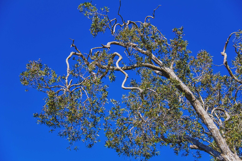 bluesky tree by corymbia
