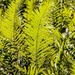 third lagoon fern by corymbia