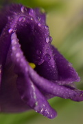 10th Jun 2015 - Purple flower