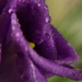 Purple flower by ziggy77
