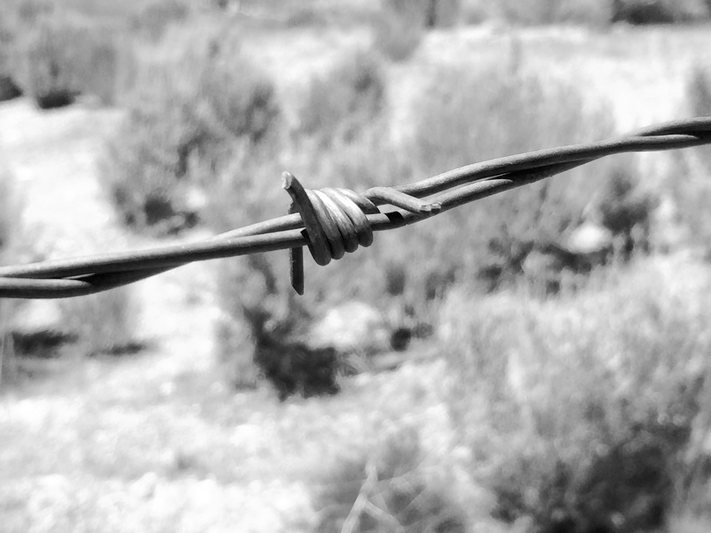 Barbed Wire by jetr