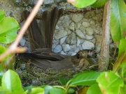 12th Jun 2015 - Spotted Flycatcher on Nest