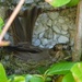 Spotted Flycatcher on Nest by susiemc