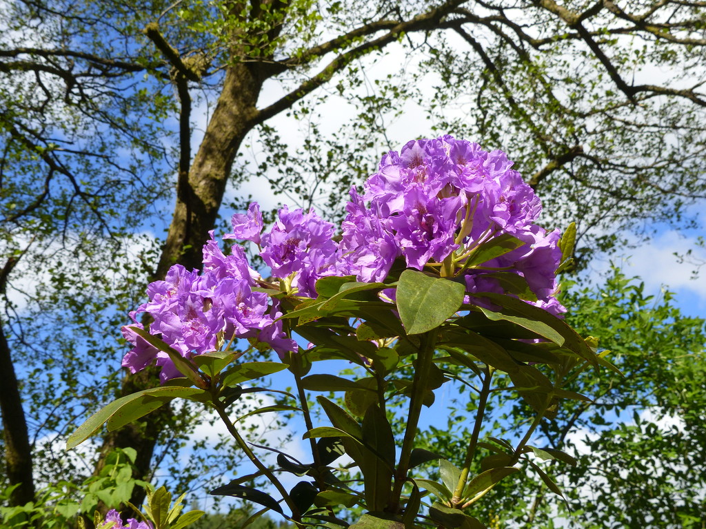 Rhododendron and Blue Sky by susiemc