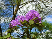 10th Jun 2015 - Rhododendron and Blue Sky