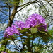 Rhododendron and Blue Sky by susiemc