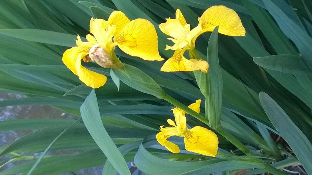 Flowers - Flag Iris by cataylor41