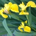 Flowers - Flag Iris by cataylor41