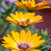 Daisies in a Row by salza